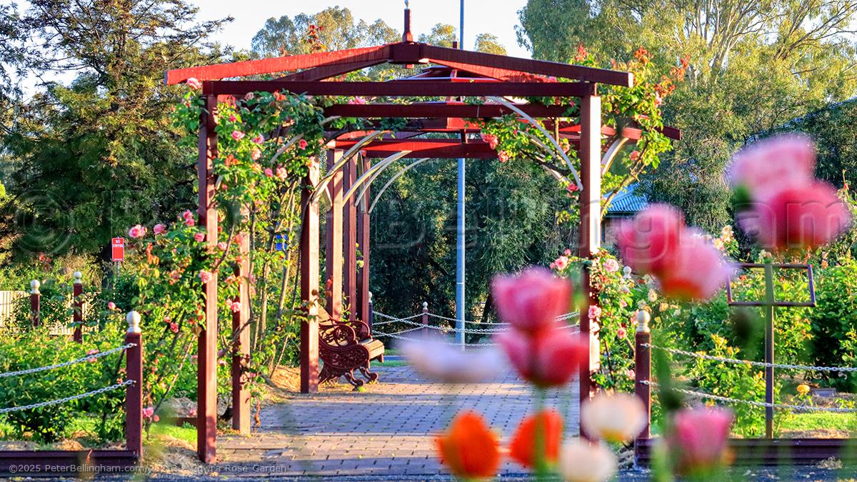Peter Bellingham Photography Cowra Rose Garden